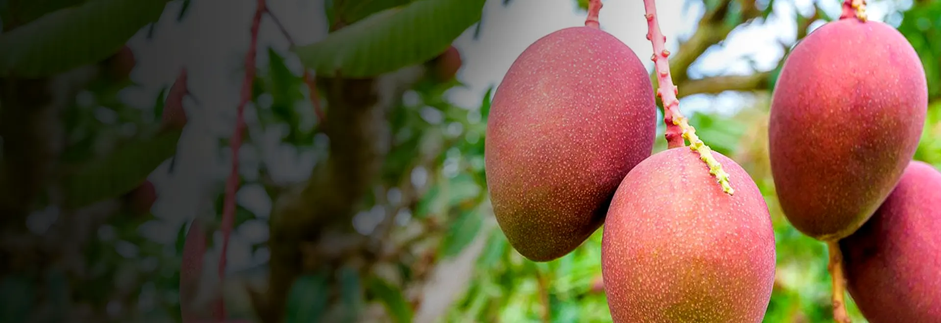 Asociación EMEX — industria mango México