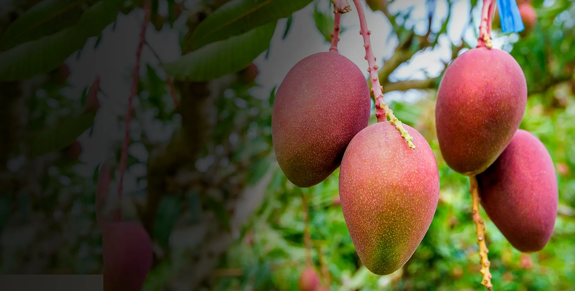 Industria del mango mexicano