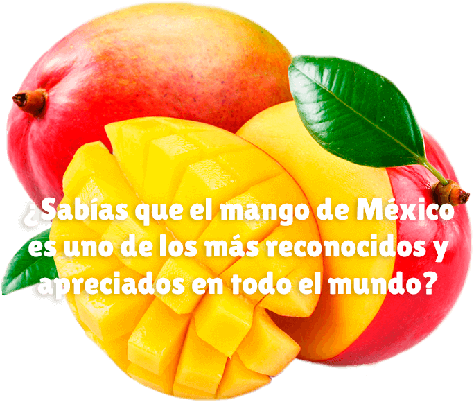 Mango mexicano de exportación