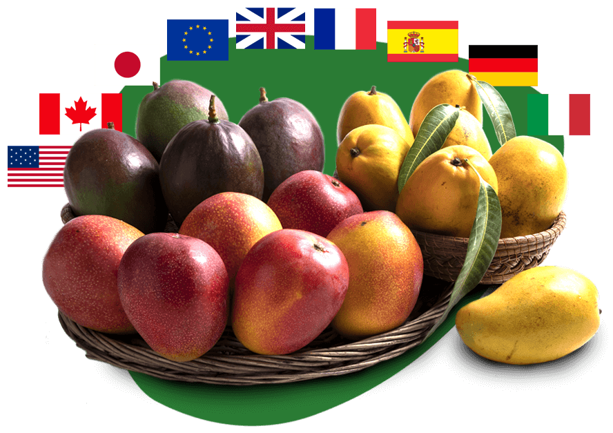 Variedades mango exportación México