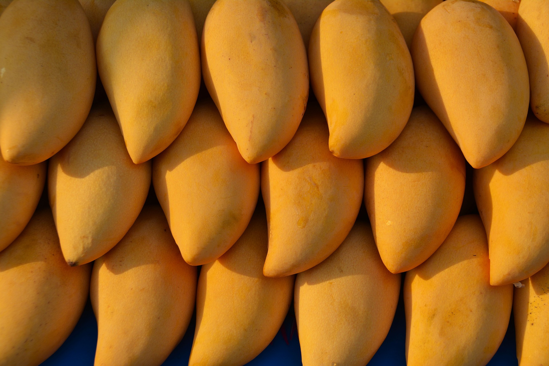 Exportación de mango mexicano